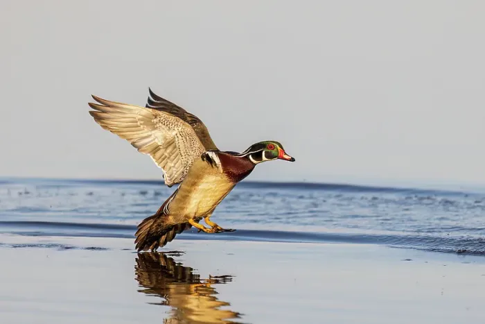 Framed Print : Wood duck male landing in wetland, Marion County, Illinois Framed Print : Wood duck male landing in wetland, Marion County, Illinois