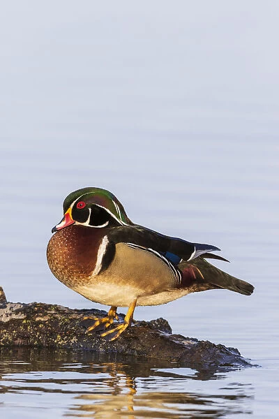 Wood duck male on log in wetland, Marion County, Illinois