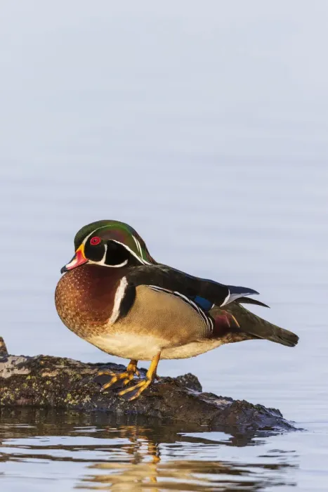 Framed Print : Wood duck male on log in wetland, Marion County, Illinois