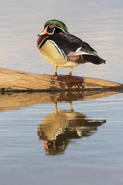 Wood duck male on log in wetland Marion County, Illinois