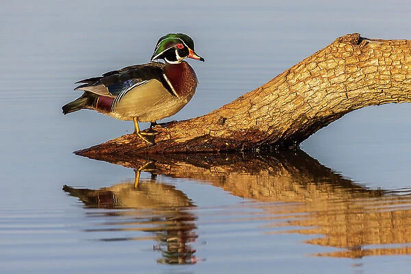 Wood Duck male on log in wetland, Marion County, Illinois