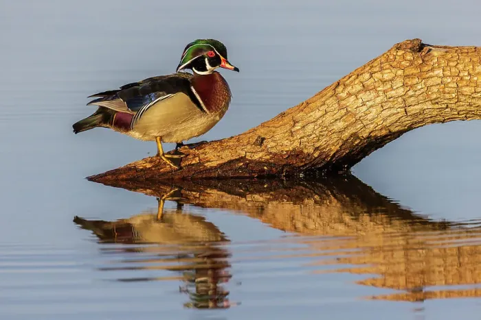 Framed Print : Wood Duck male on log in wetland, Marion County, Illinois Framed Print : Wood Duck male on log in wetland, Marion County, Illinois