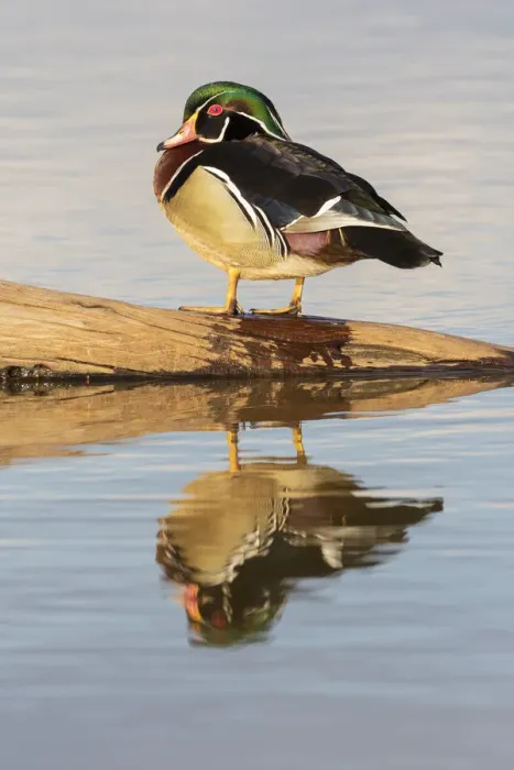 Framed Print : Wood duck male on log in wetland Marion County, Illinois
