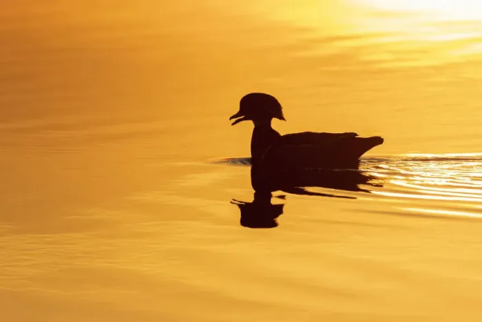 Framed Print : Wood duck male at sunrise in wetland, Marion County, Illinois Framed Print : Wood duck male at sunrise in wetland, Marion County, Illinois