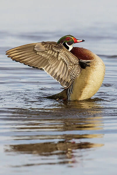 Wood Duck male in wetland flapping wings, Marion County, Illinois