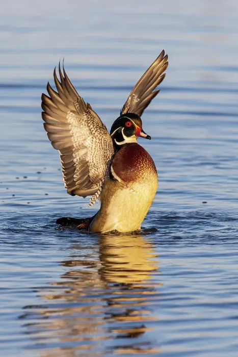 Framed Print : Wood Duck male in wetland flapping wings, Marion County, Illinois