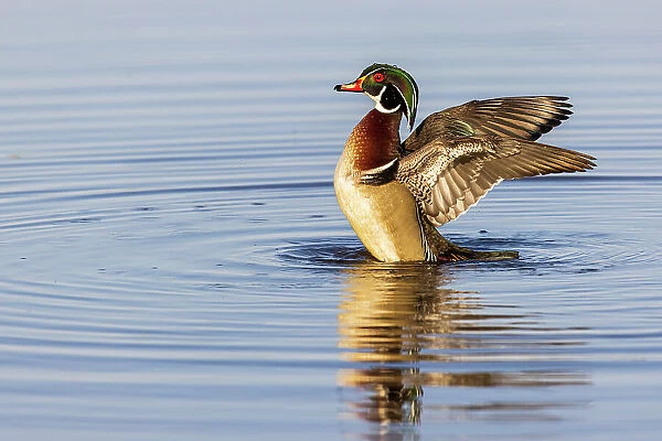 Wood Duck male in wetland flapping wings, Marion County, Illinois