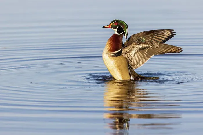 Framed Print : Wood Duck male in wetland flapping wings, Marion County, Illinois Framed Print : Wood Duck male in wetland flapping wings, Marion County, Illinois