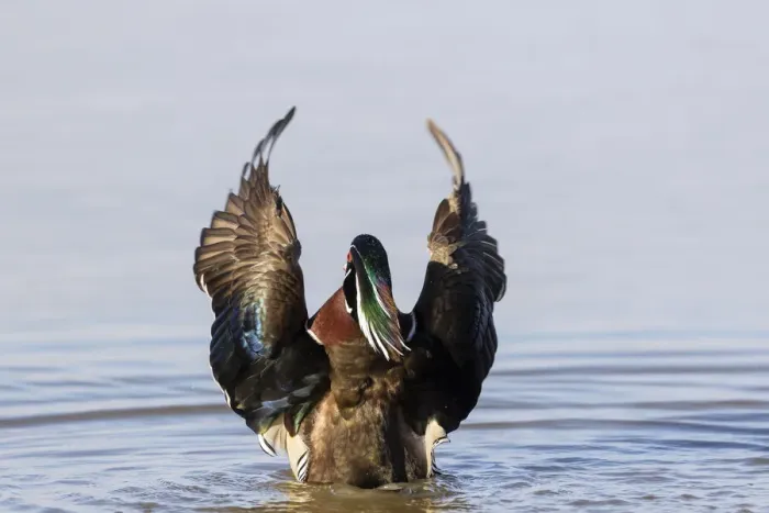 Framed Print : Wood duck male in wetland flapping wings Marion County, Illinois Framed Print : Wood duck male in wetland flapping wings Marion County, Illinois