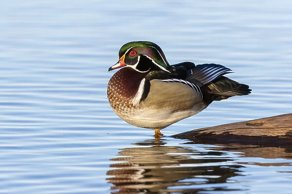 Wood duck male in wetland, Marion County, Illinois