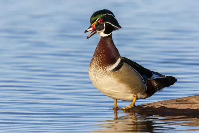 Framed Print : Wood duck male in wetland, Marion County, Illinois Framed Print : Wood duck male in wetland, Marion County, Illinois