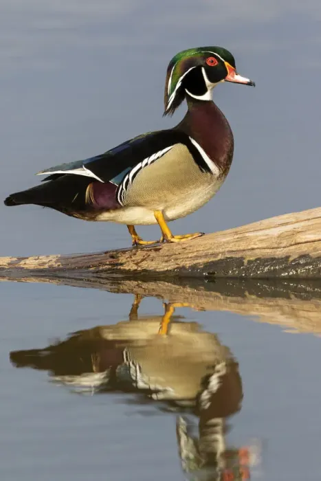 Framed Print : Wood duck male in wetland, Marion County, Illinois Framed Print : Wood duck male in wetland, Marion County, Illinois