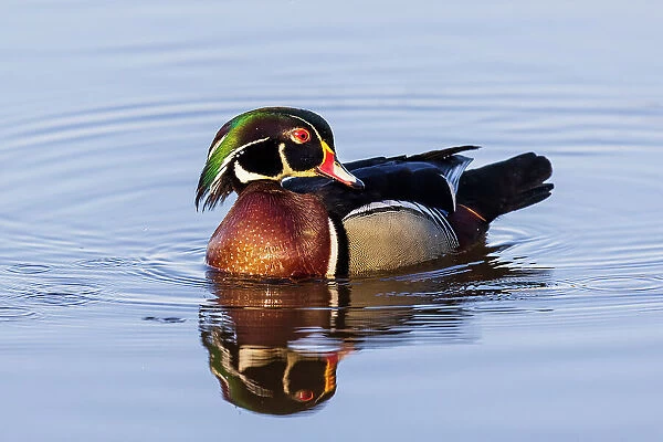 Wood Duck male in wetland, Marion County, Illinois