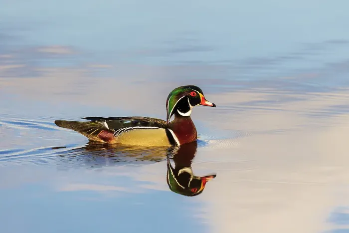 Framed Print : Wood duck male in wetland, Marion County, Illinois Framed Print : Wood duck male in wetland, Marion County, Illinois