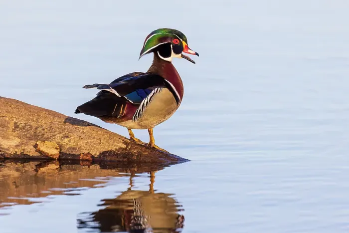 Framed Print : Wood duck male in wetland, Marion County, Illinois Framed Print : Wood duck male in wetland, Marion County, Illinois