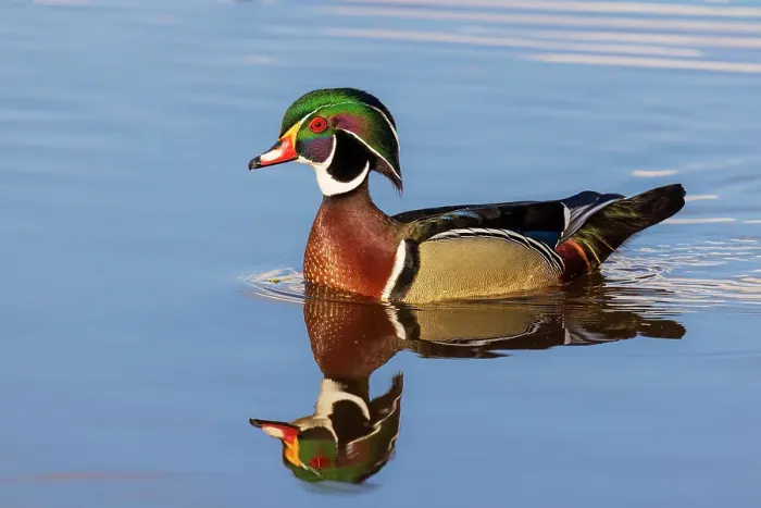 Framed Print : Wood duck male in wetland, Marion County, Illinois