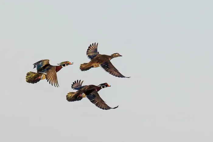 Framed Print : Wood duck males and female courtship flight, Marion County, Illinois
