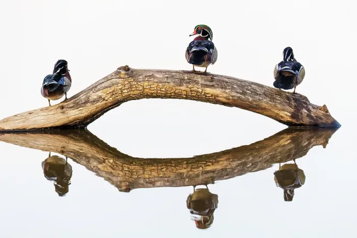Framed Print : Wood duck males on log in wetland, Marion County, Illinois Framed Print : Wood duck males on log in wetland, Marion County, Illinois