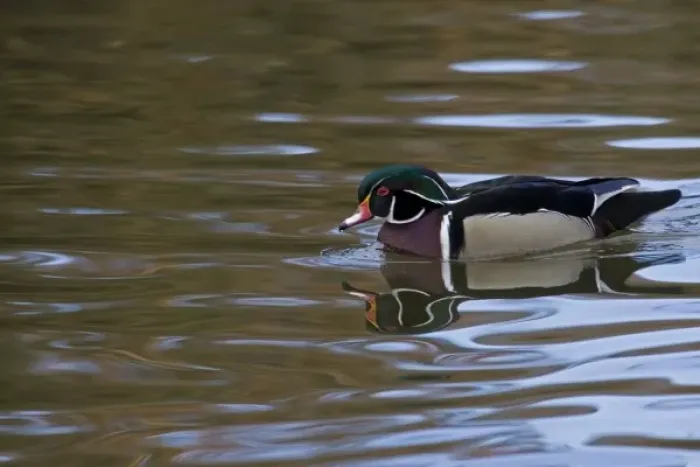 Framed Print : Wood Duck with reflections at Santee Lakes in San Diego CA
