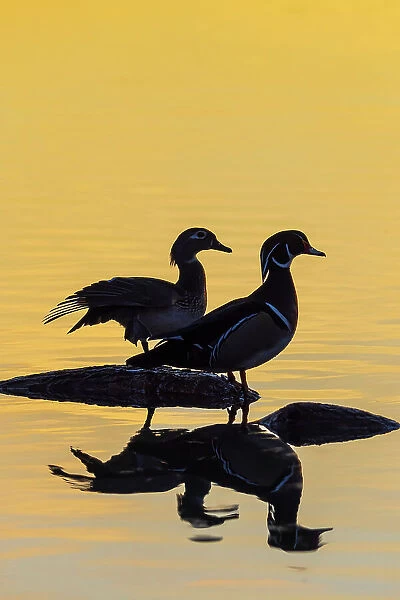 Wood Ducks male and female in wetland on log at sunrise, Marion County, Illinois