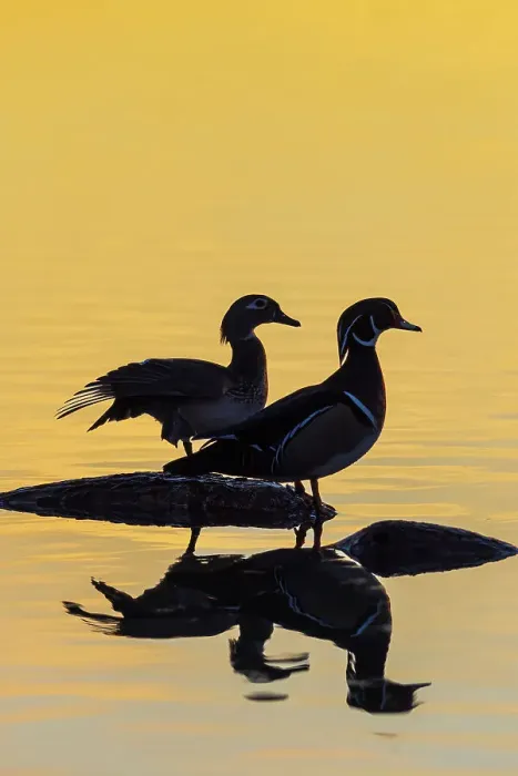 Framed Print : Wood Ducks male and female in wetland on log at sunrise, Marion County, Illinois Framed Print : Wood Ducks male and female in wetland on log at sunrise, Marion County, Illinois