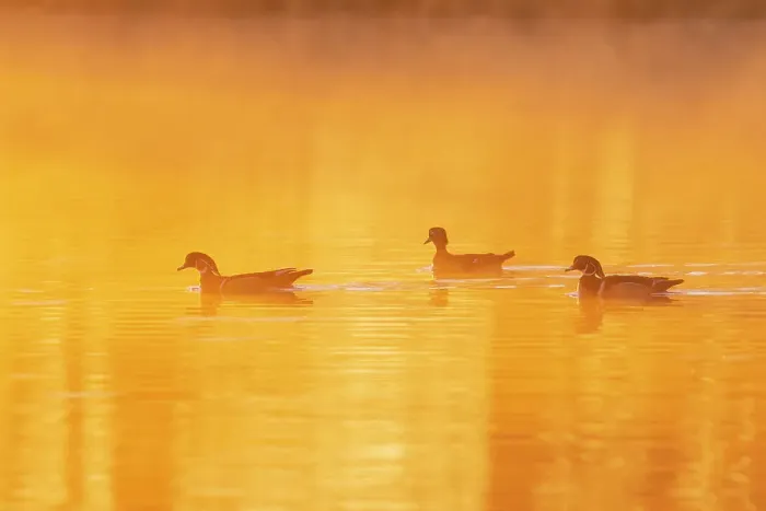 Framed Print : Wood Ducks in wetland at sunrise in fog, Marion County, Illinois Framed Print : Wood Ducks in wetland at sunrise in fog, Marion County, Illinois