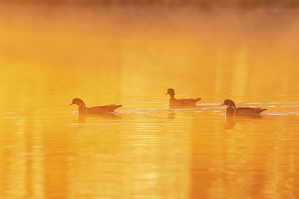 Wood Ducks in wetland at sunrise in fog, Marion County, Illinois