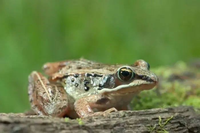Framed Print : Wood frog. Rana sylvatica