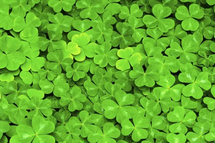 Framed Print : Wood Sorrel pattern (Oxalis oregana) Columbia River Gorge National Scenic Area, OR Framed Print : Wood Sorrel pattern (Oxalis oregana) Columbia River Gorge National Scenic Area, OR