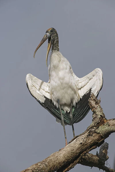 Wood stork, Circle B Ranch, Florida