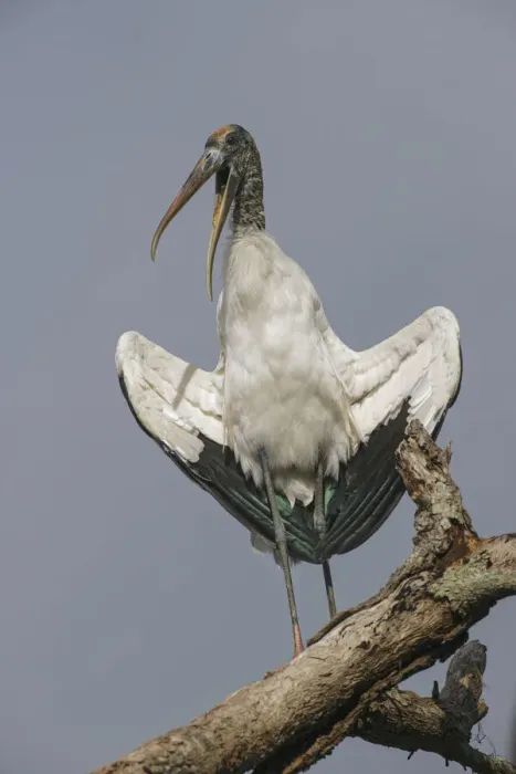 Framed Print : Wood stork, Circle B Ranch, Florida