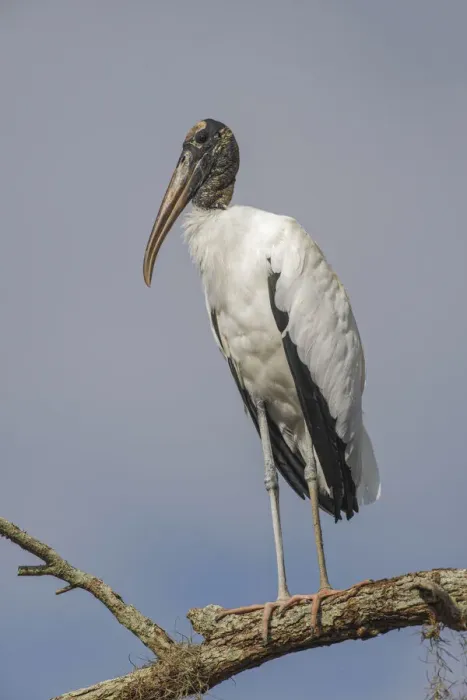 Framed Print : Wood stork, Circle B Ranch, Florida Framed Print : Wood stork, Circle B Ranch, Florida