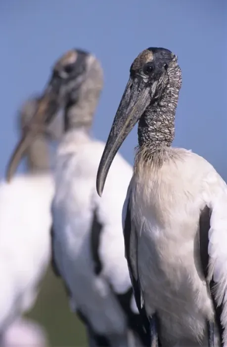 Framed Print : Wood Stork, Mycteria americana, adults, Lake Corpus Christi, Texas, USA, June 2003