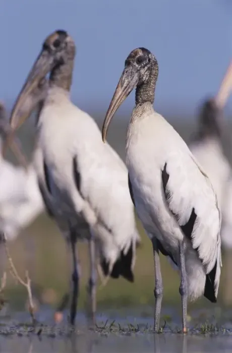 Framed Print : Wood Stork, Mycteria americana, adults, Lake Corpus Christi, Texas, USA, June Framed Print : Wood Stork, Mycteria americana, adults, Lake Corpus Christi, Texas, USA, June