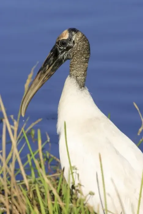 Framed Print : Wood stork (Mycteria americana) Anhinga Trail, Everglades National Park, Florida