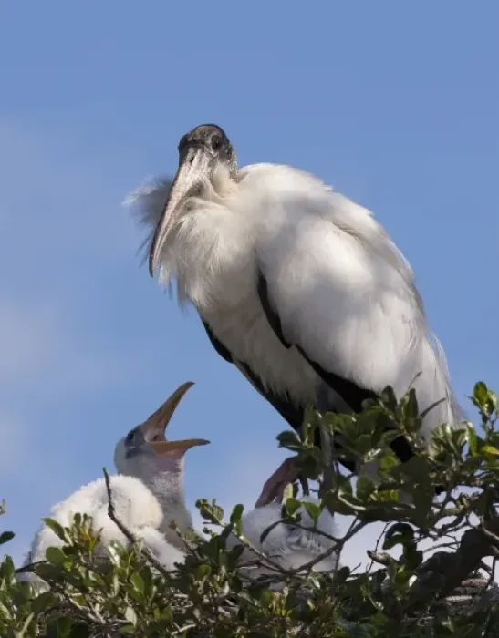 Framed Print : Wood stork with nestlings, Mycteria americana, Alligator Farm rookery, St. Augustine Framed Print : Wood stork with nestlings, Mycteria americana, Alligator Farm rookery, St. Augustine