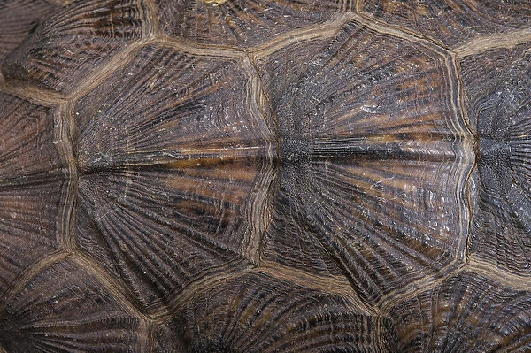 Wood Turtle (Glyptemys insculpta) carapace detail, CAPTIVE, USA