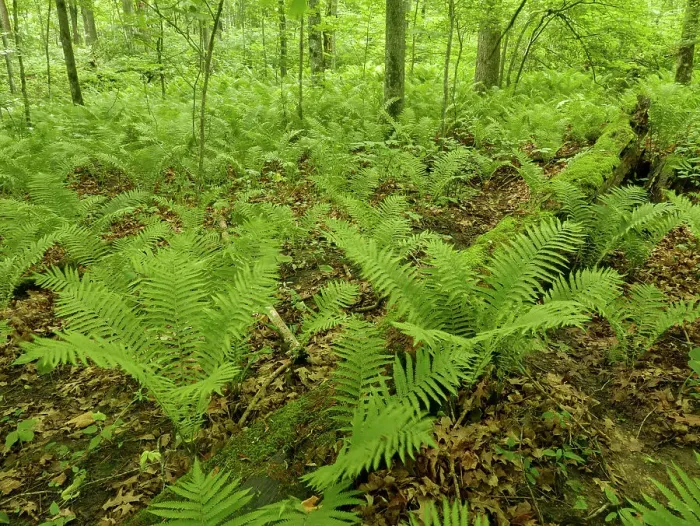 Framed Print : Wooded scene with lady fern, Nerstrand-Big Woods State Park, Minnesota summer Framed Print : Wooded scene with lady fern, Nerstrand-Big Woods State Park, Minnesota summer