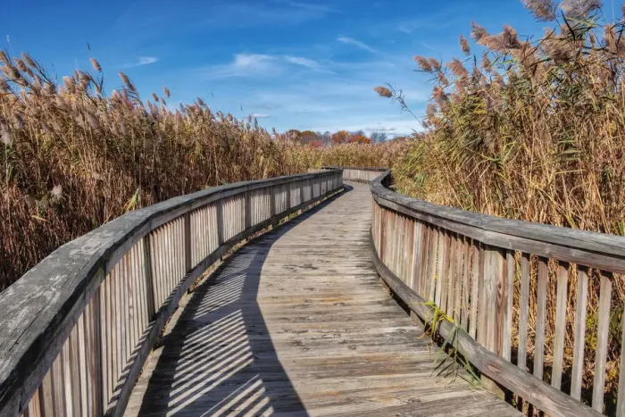 Framed Print : Wooden boardwalk in the autumn