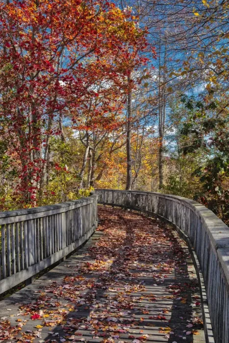 Framed Print : Wooden boardwalk in the autumn Framed Print : Wooden boardwalk in the autumn