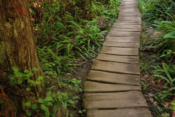 Framed Print : Wooden boardwalk trail in a forest on the Olympic Peninsula, Washington State, USA Framed Print : Wooden boardwalk trail in a forest on the Olympic Peninsula, Washington State, USA