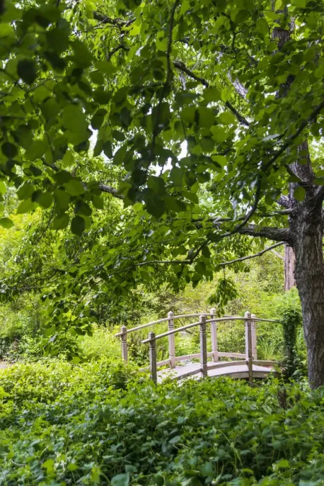 Framed Print : A wooden bridge crossing a small creek alongside a dirt path in a very green, lush forest setting