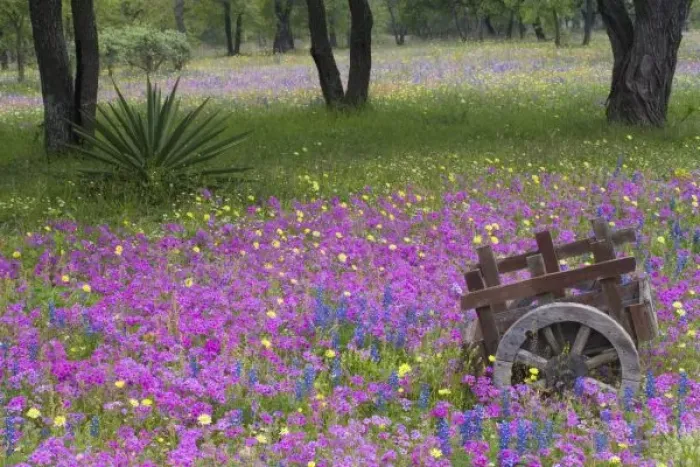 Framed Print : Wooden Cart in field of Phlox, Blue Bonnets with Oak trees srpingtime near Devine Texas Framed Print : Wooden Cart in field of Phlox, Blue Bonnets with Oak trees srpingtime near Devine Texas