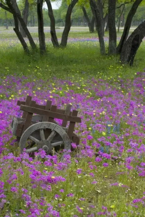 Framed Print : Wooden Cart in field of Phlox, Blue Bonnets with Oak trees srpingtime near Devine Texas