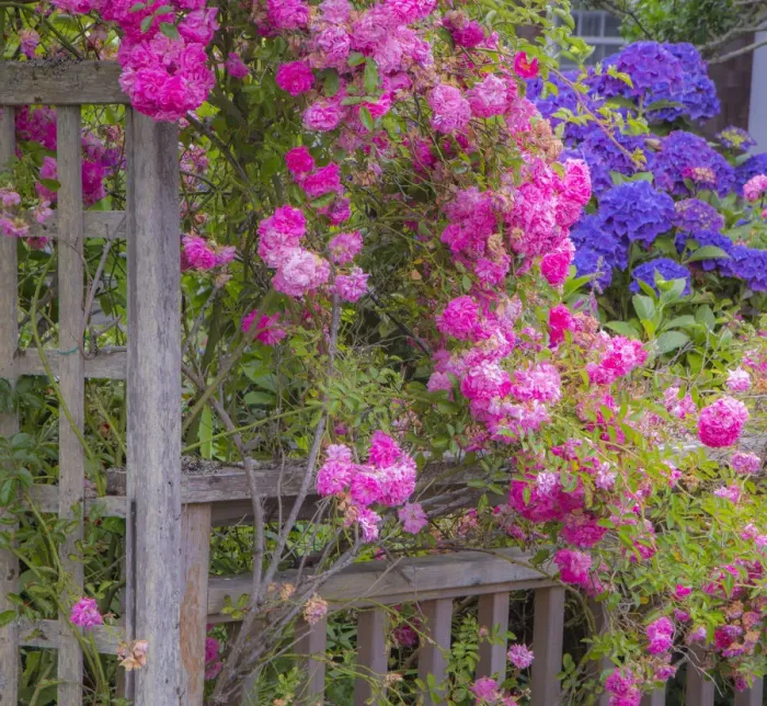 Framed Print : Wooden fence and arbor with climbing pink rose