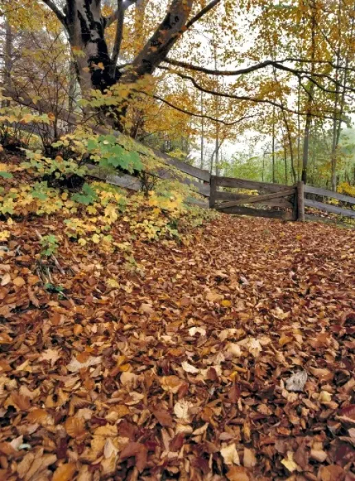 Framed Print : A wooden fence near Ramsau in Bavaria, Germany, blocks a leaf-covered trail Framed Print : A wooden fence near Ramsau in Bavaria, Germany, blocks a leaf-covered trail