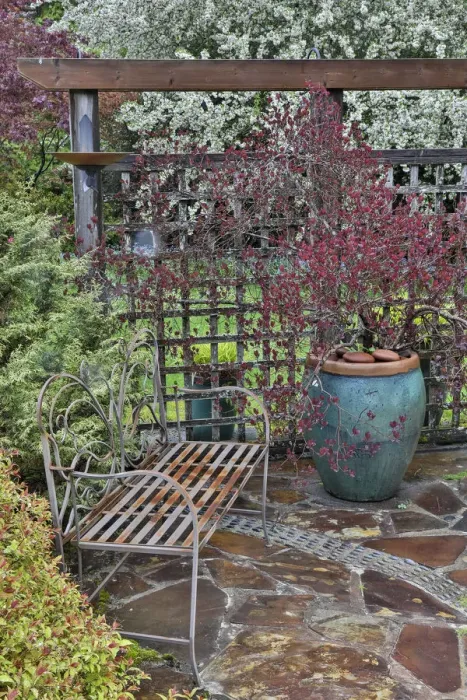 Framed Print : Wooden screen, bench and potted smoke bush with deer proof shrubs and trees, Sammamish