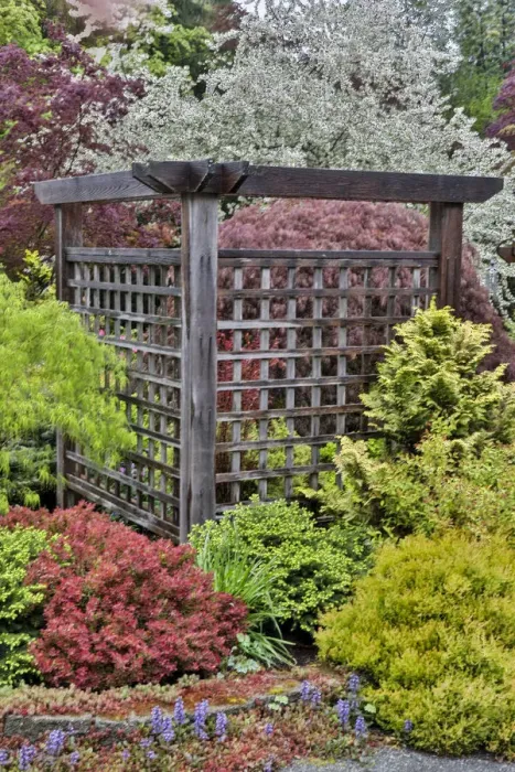 Framed Print : Wooden screen with deer proof shrubs and trees, Sammamish, Washington State Framed Print : Wooden screen with deer proof shrubs and trees, Sammamish, Washington State
