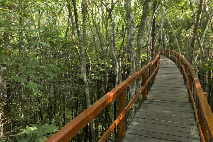 Framed Print : A wooden walkway at a jungle lodge above the Amazon River, Manaus, Brazil