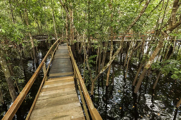 A wooden walkway at a jungle lodge above the Amazon River, Manaus, Brazil